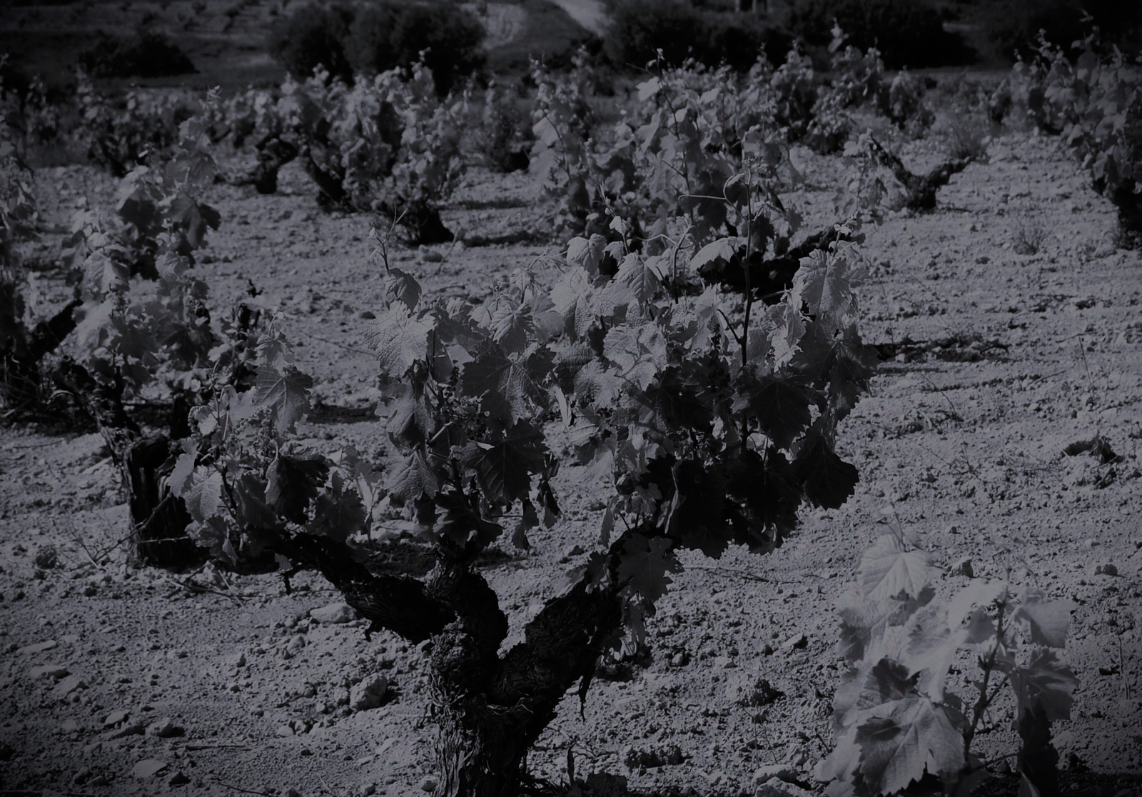 homeTerroir